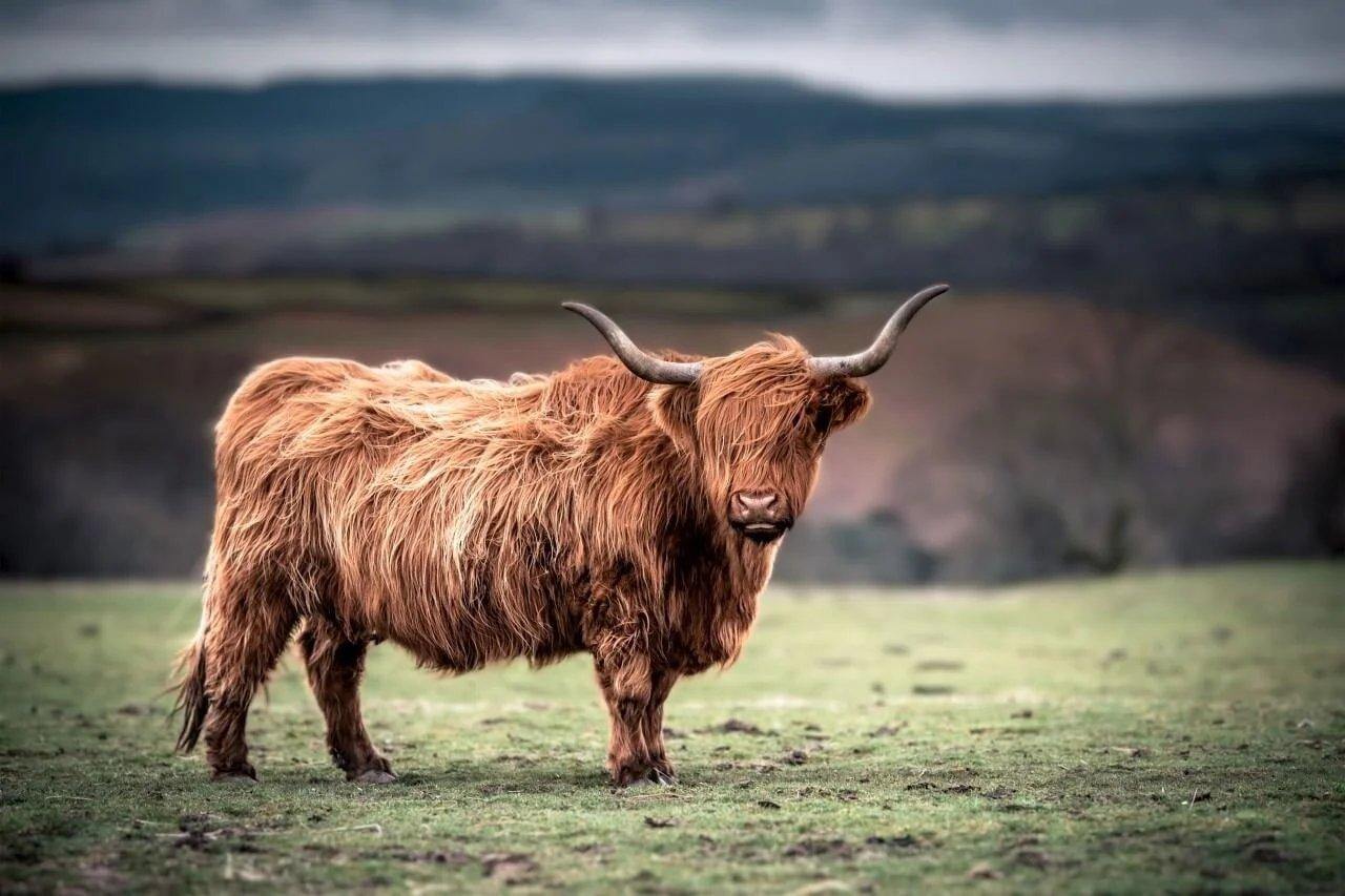 Diamond Painting Scottish Highlander - Schottischer Hochlandrinder grast in der Landschaft von Südwales - SEOS Shop ®