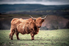 Diamond Painting Scottish Highlander - Schottischer Hochlandrinder grast in der Landschaft von Südwales - SEOS Shop ®