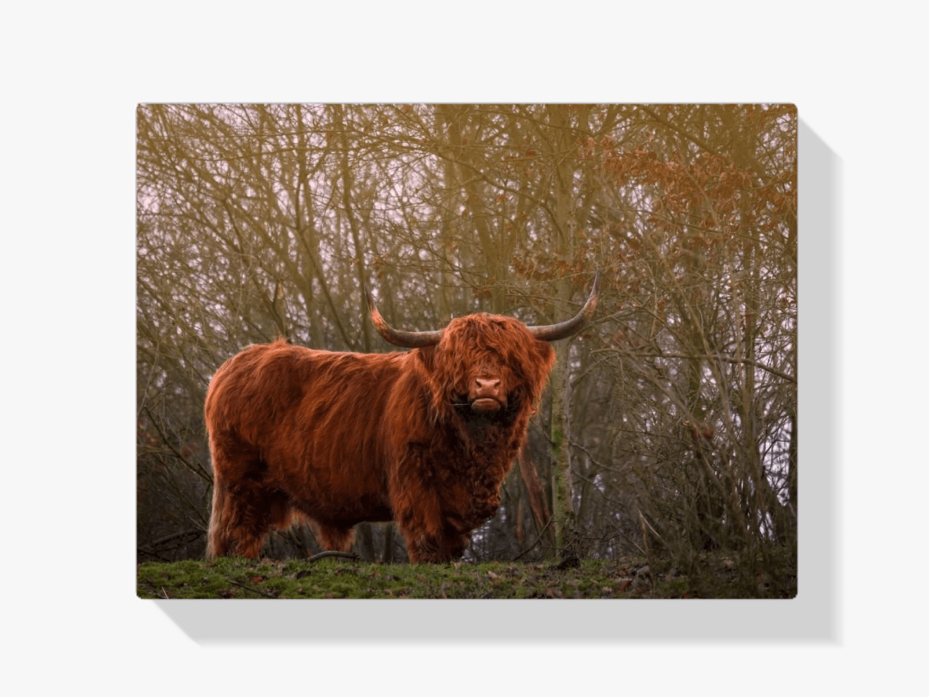 Diamond Painting Scottish Highlander - Scottish Highlander in der Abendsonne - SEOS Shop ®