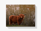 Diamond Painting Scottish Highlander - Scottish Highlander in der Abendsonne - SEOS Shop ®