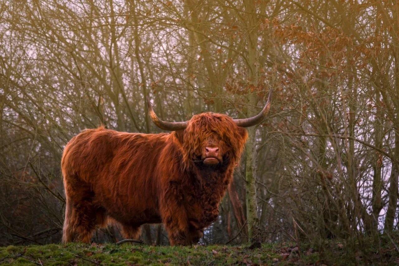 Diamond Painting Scottish Highlander - Scottish Highlander in der Abendsonne - SEOS Shop ®