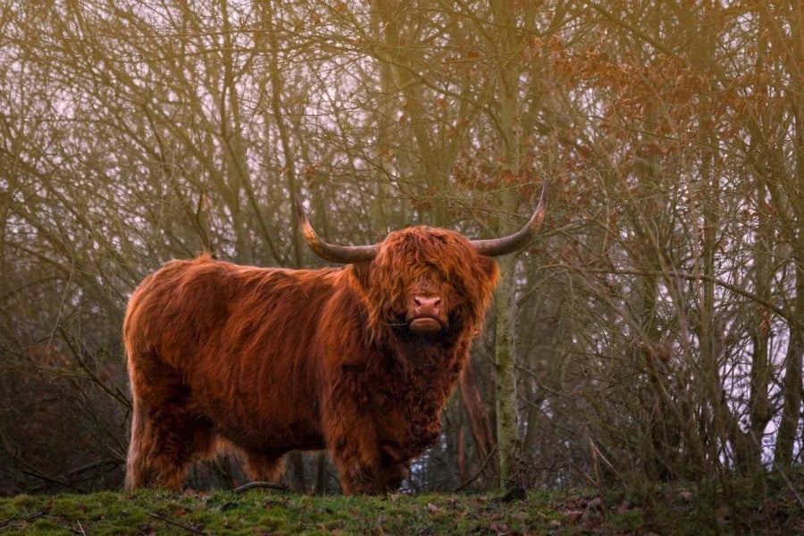 Diamond Painting Scottish Highlander - Scottish Highlander in der Abendsonne - SEOS Shop ®