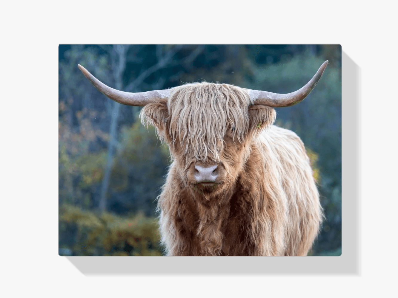 Diamond Painting Scottish Highlander - Scottish Highlander in der Wildnis - SEOS Shop ®