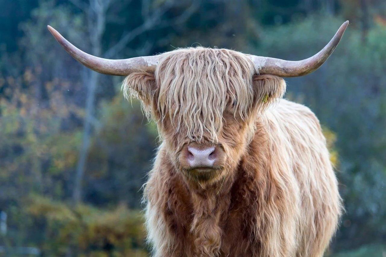 Diamond Painting Scottish Highlander - Scottish Highlander in der Wildnis - SEOS Shop ®