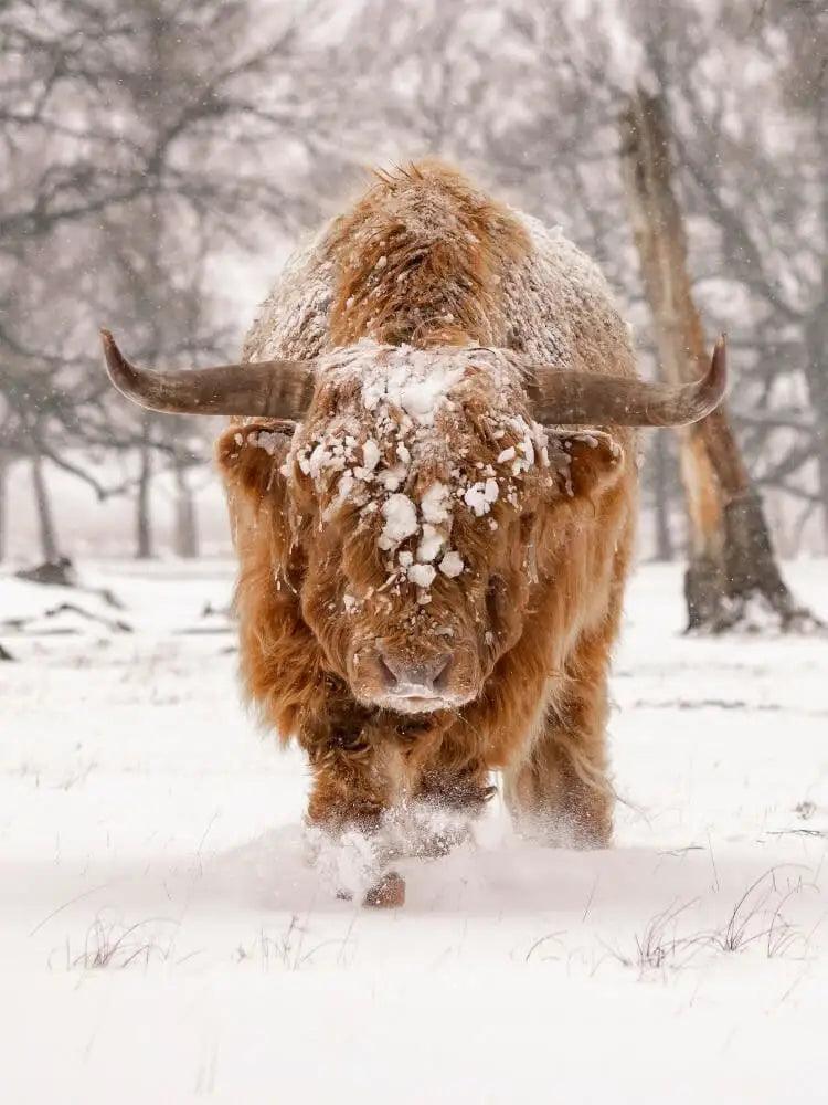 Diamond Painting Scottish Highlander - Scottish Highlander in einer natürlichen Winterlandschaft - SEOS Shop ®