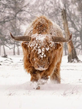 Diamond Painting Scottish Highlander - Scottish Highlander in einer natürlichen Winterlandschaft - SEOS Shop ®