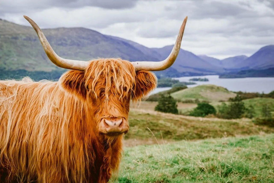 Diamond Painting Scottish Highlander - Schottischer Hochländer in einer wunderschönen Landschaft - SEOS Shop ®