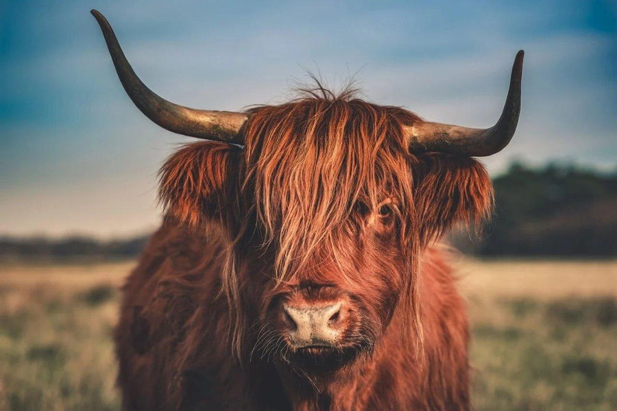 Diamond Painting Scottish Highlander - Scottish Highlander in der Wildnis - SEOS Shop ®