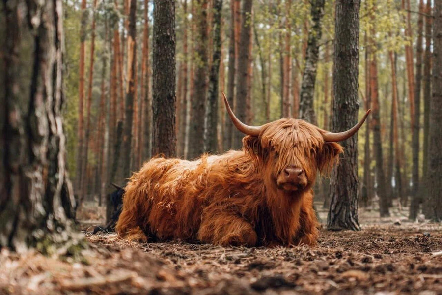 Diamond Painting Scottish Highlander - Scottish Highlander liegt im Wald - SEOS Shop ®