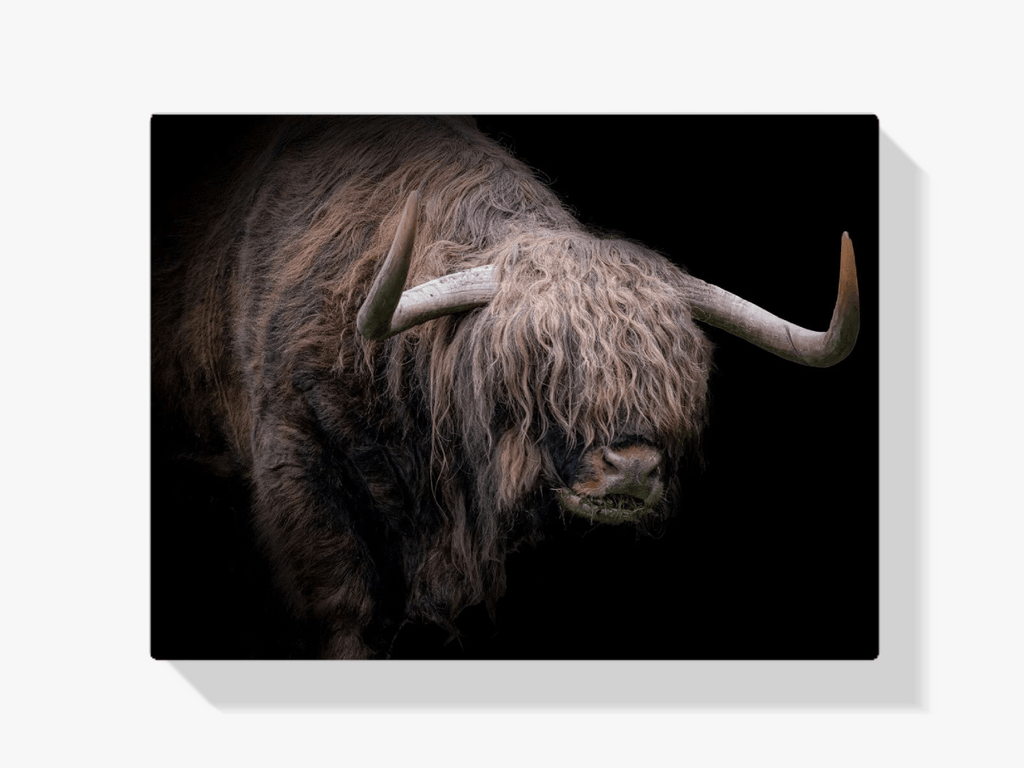 Diamond Painting Scottish Highlander - Scottish Highlander mit dickem Fell - SEOS Shop ®