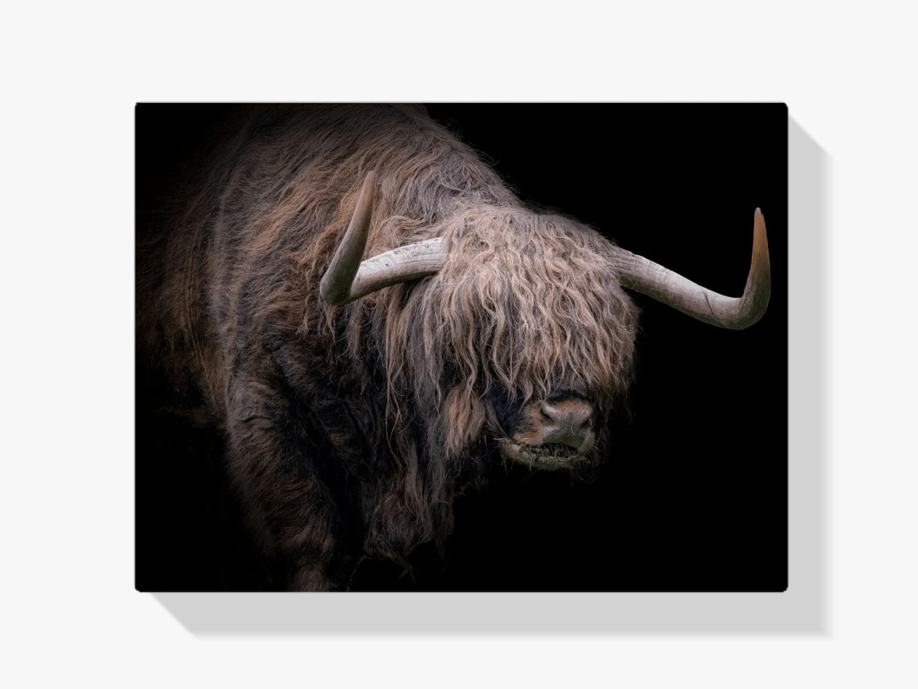 Diamond Painting Scottish Highlander - Scottish Highlander mit dickem Fell - SEOS Shop ®