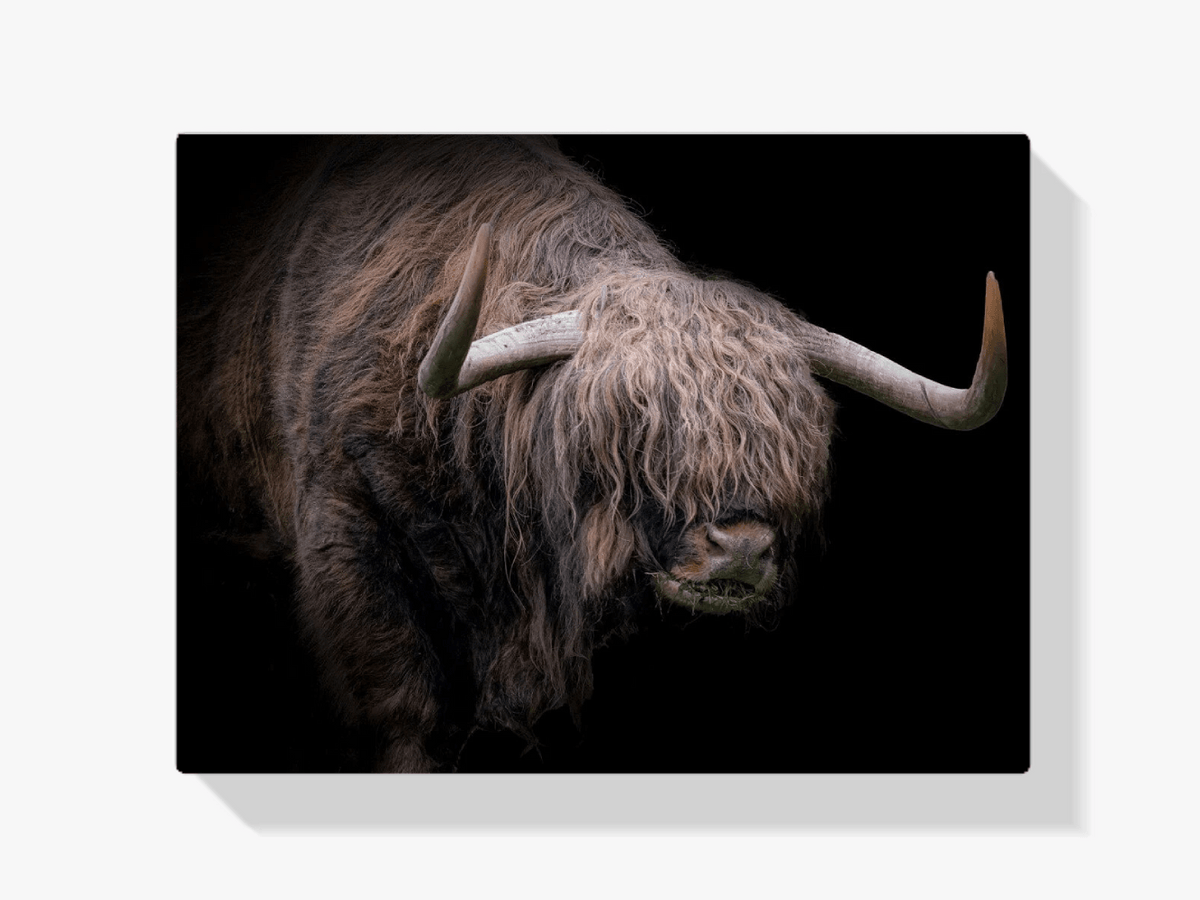 Diamond Painting Scottish Highlander - Scottish Highlander mit dickem Fell - SEOS Shop ®