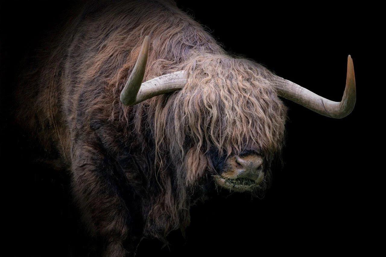 Diamond Painting Scottish Highlander - Scottish Highlander mit dickem Fell - SEOS Shop ®