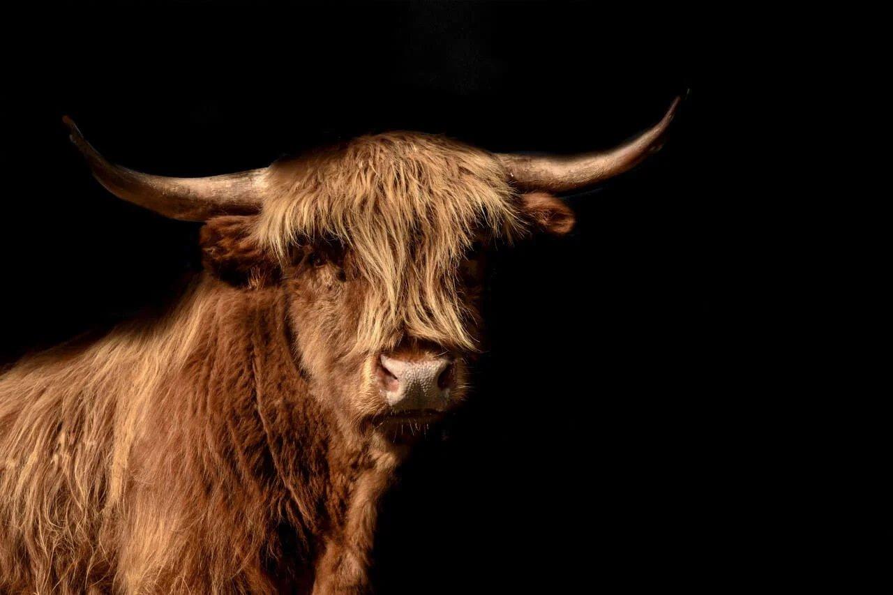 Diamond Painting Scottish Highlander - Scottish Highlander wird im Bild auch Highland Cow genannt - SEOS Shop ®