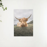 Diamond Painting Scottish Highlander - Robuster Scottish Highlander ruht auf der Ebene - SEOS Shop ®