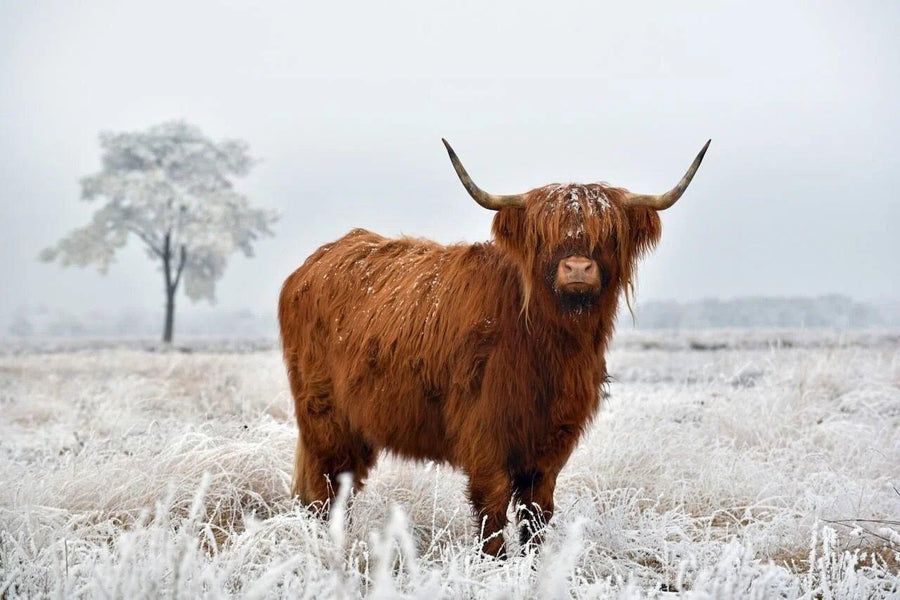 Diamond Painting Scottish Highlander - Wolliger Scottish Highlander auf der Winterwiese - SEOS Shop ®