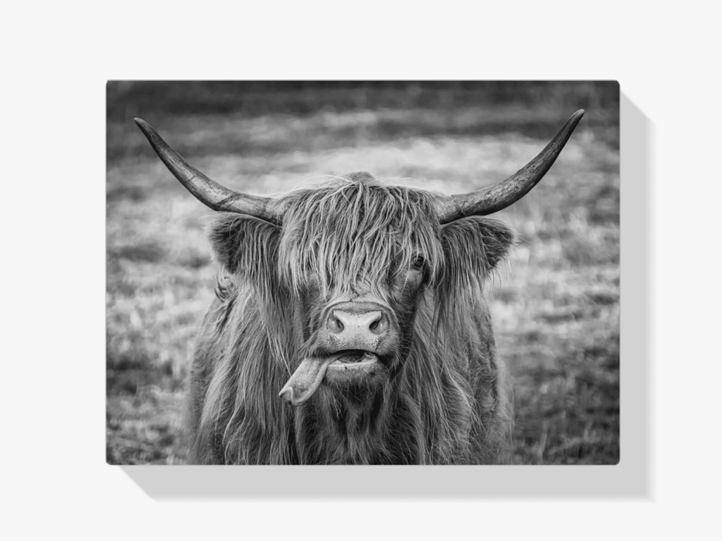 Diamond Painting Scottish Highlander - Schwarz-Weiß-Bild eines Scottish Highlander - SEOS Shop ®
