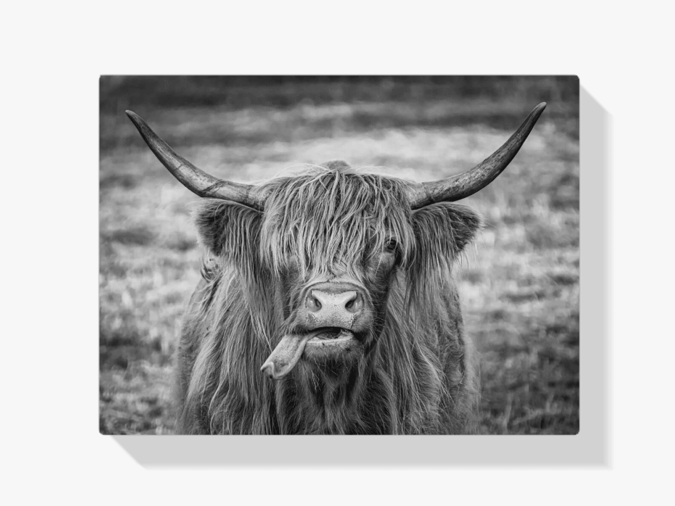Diamond Painting Scottish Highlander - Schwarz-Weiß-Bild eines Scottish Highlander - SEOS Shop ®