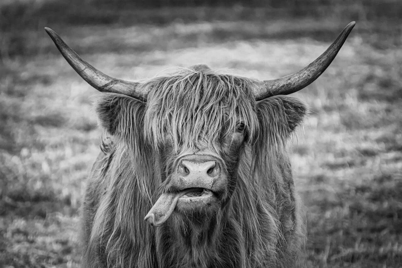 Diamond Painting Scottish Highlander - Schwarz-Weiß-Bild eines Scottish Highlander - SEOS Shop ®