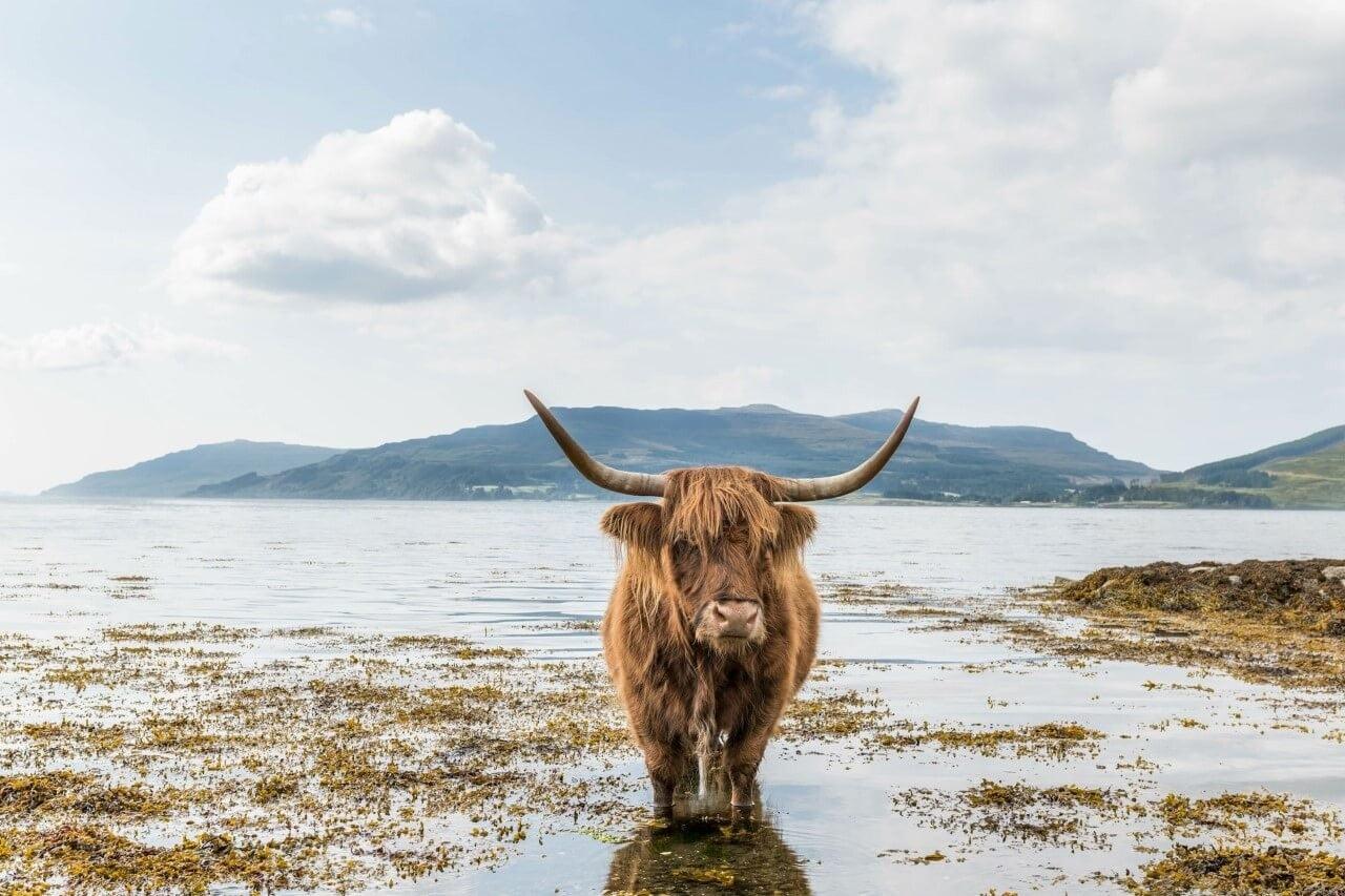 Diamond Painting Scottish Highlander - Scottish Highlander Cooling Down - SEOS Shop ®