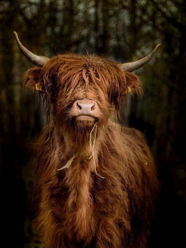 Diamond Painting Scottish Highlander - Scottish Highlander im Wald - SEOS Shop ®