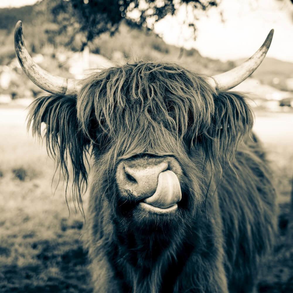 Diamond Painting Scottish Highlander - Scottish Highlander im Sepia-Stil - SEOS Shop ®