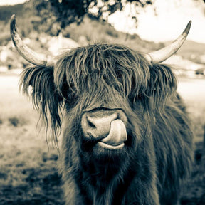 Diamond Painting Scottish Highlander - Scottish Highlander im Sepia-Stil - SEOS Shop ®