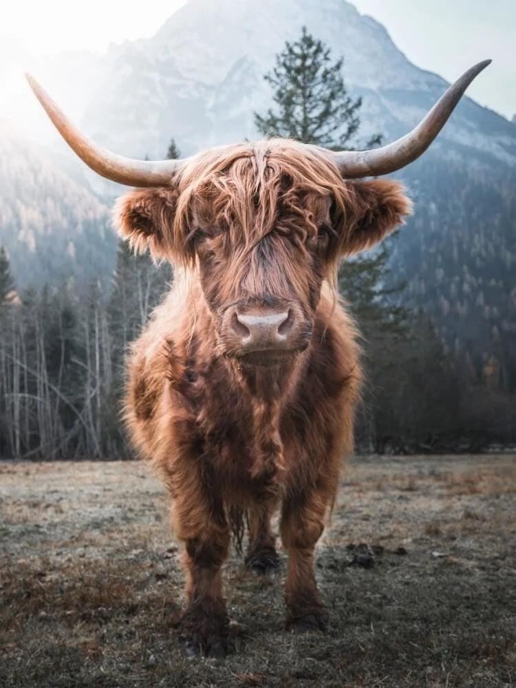 Diamond Painting Scottish Highlander - Scottish Highlander auf einer gefrorenen Wiese in den italienischen Bergen - SEOS Shop ®