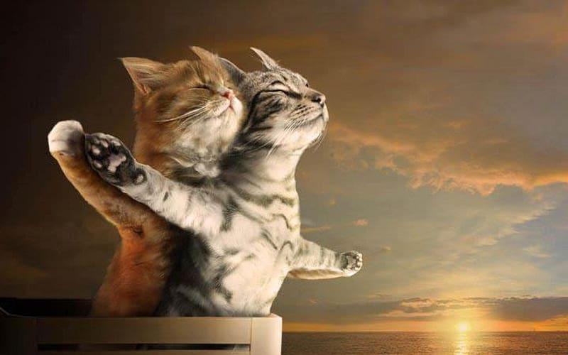 Diamantmalerei Titanic-Katzen - SEOS Shop ®