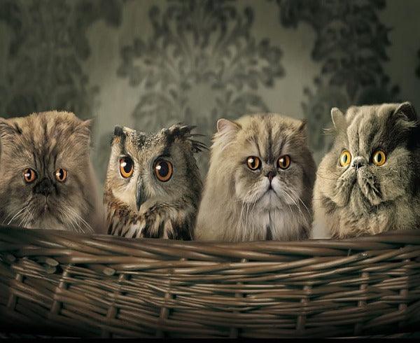Diamond Painting Eule und Katzen im Korb - SEOS Shop ®