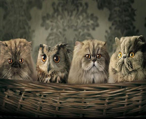 Diamond Painting Eule und Katzen im Korb - SEOS Shop ®