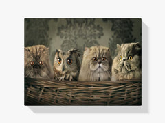 Diamond Painting Eule und Katzen im Korb - SEOS Shop ®