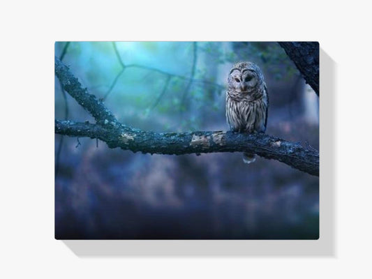 Diamond Painting Eule auf Ast – SEOS Shop ®