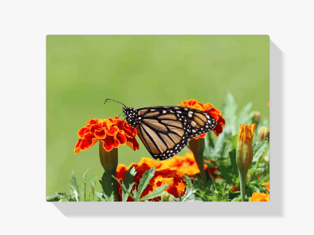 Diamantmalerei Schmetterling - SEOS Shop ®
