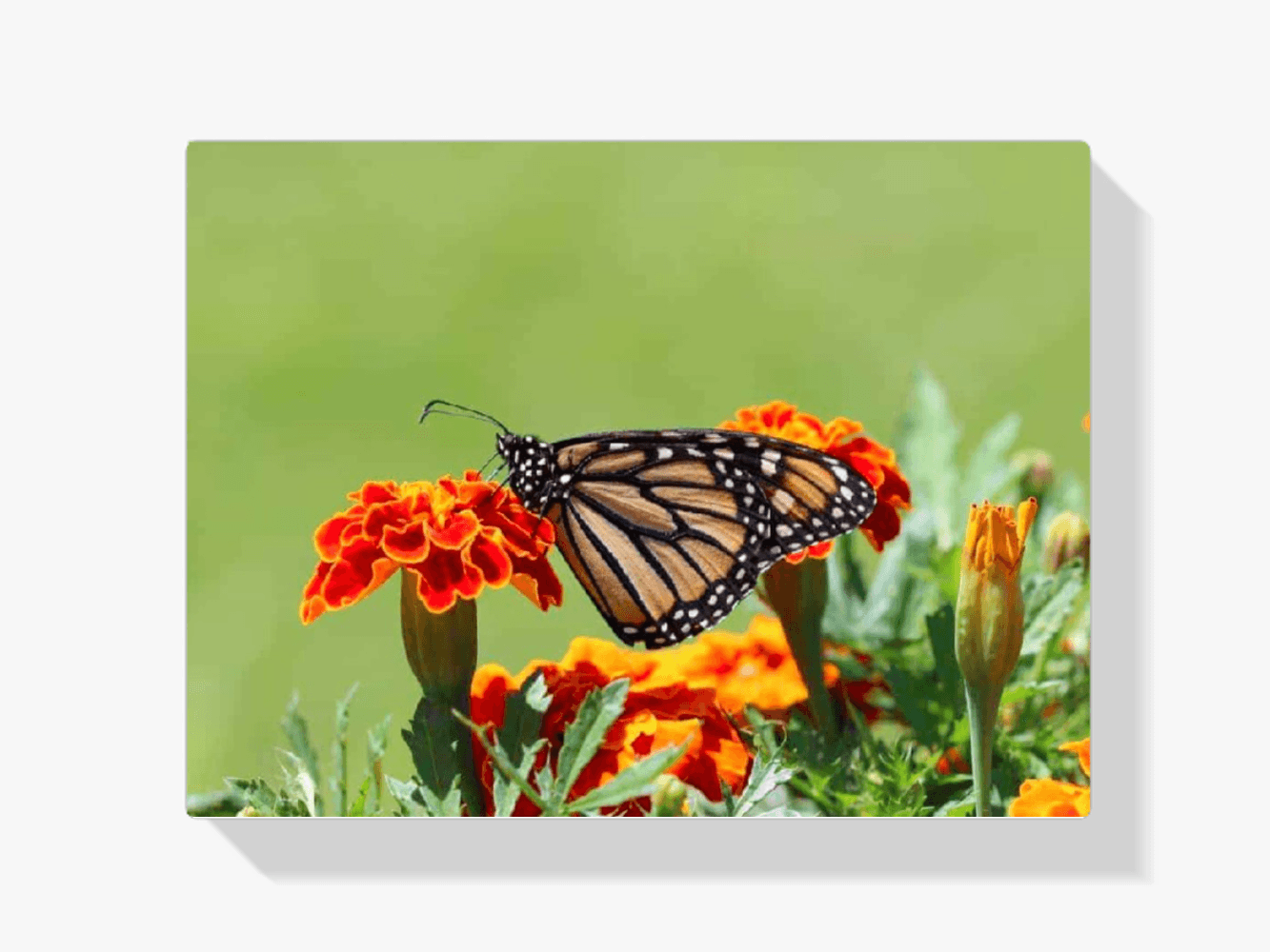 Diamantmalerei Schmetterling - SEOS Shop ®