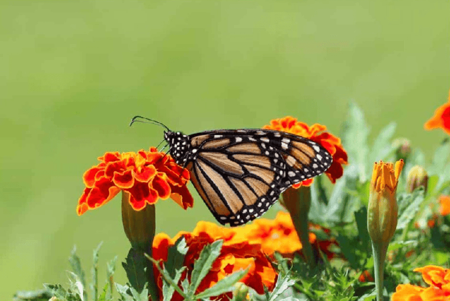 Diamond Painting Schmetterling - SEOS Shop ®