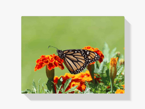 Diamantmalerei Schmetterling - SEOS Shop ®