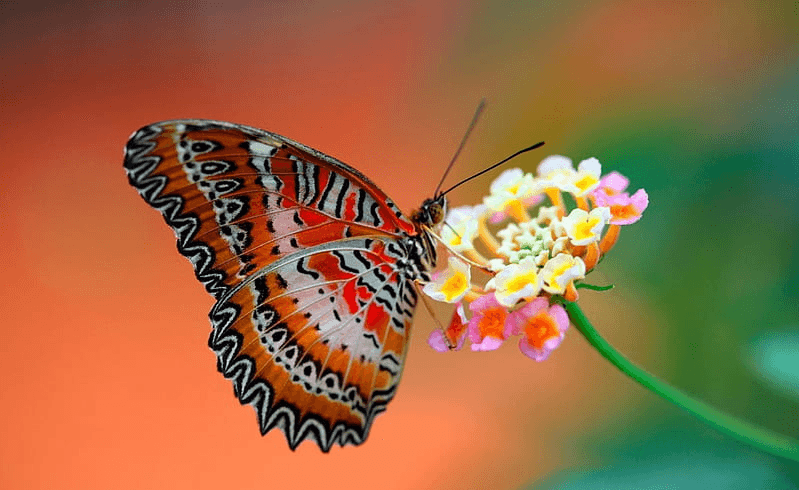 Diamantmalerei Schmetterling auf Blume - SEOS Shop ®