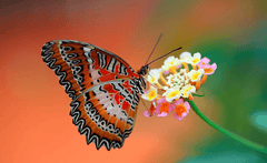 Diamantmalerei Schmetterling auf Blume - SEOS Shop ®