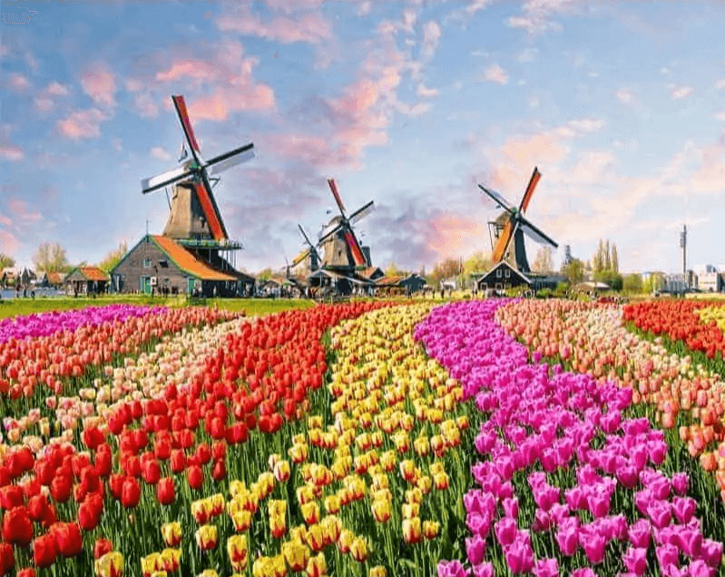 Diamond Painting Windmühlen mit Niederländischen Tulpen - SEOS Shop ®