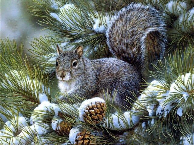 Diamantmalerei Winter Süßes Eichhörnchen - SEOS Shop ®