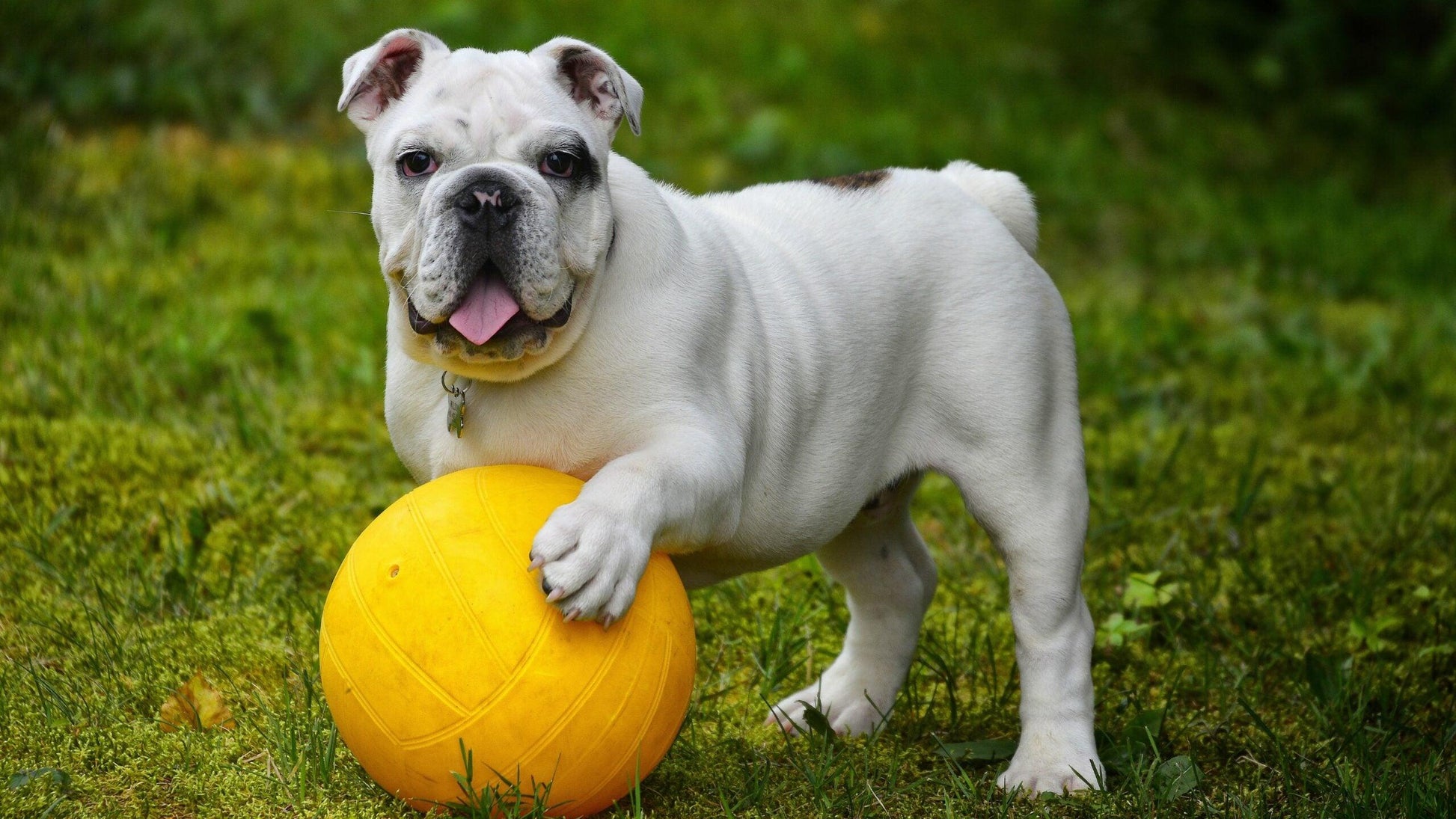 Diamond Painting Weiße Bulldogge mit Ball - SEOS Shop ®