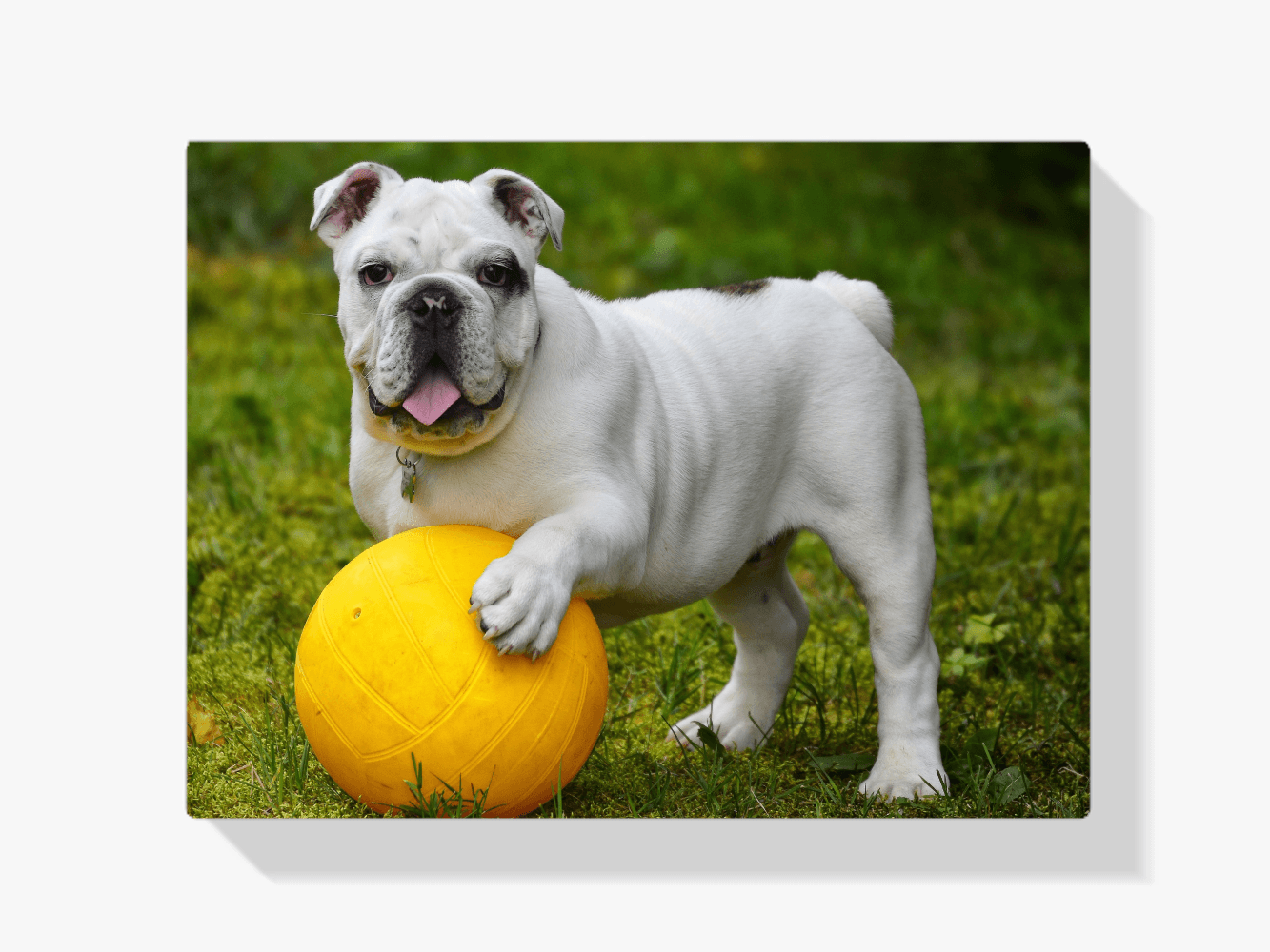 Diamond Painting Weiße Bulldogge mit Ball - SEOS Shop ®