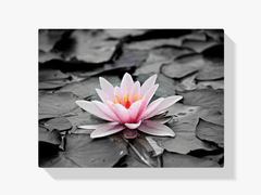 Diamantmalerei Schwarz-Weiß-Foto mit rosa Seerose – SEOS Shop ®