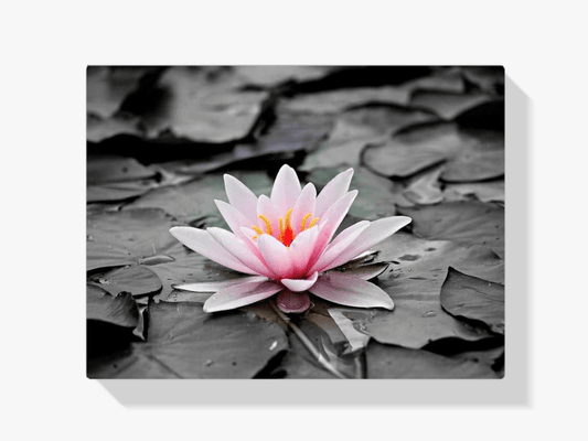 Diamantmalerei Schwarz-Weiß-Foto mit rosa Seerose – SEOS Shop ®