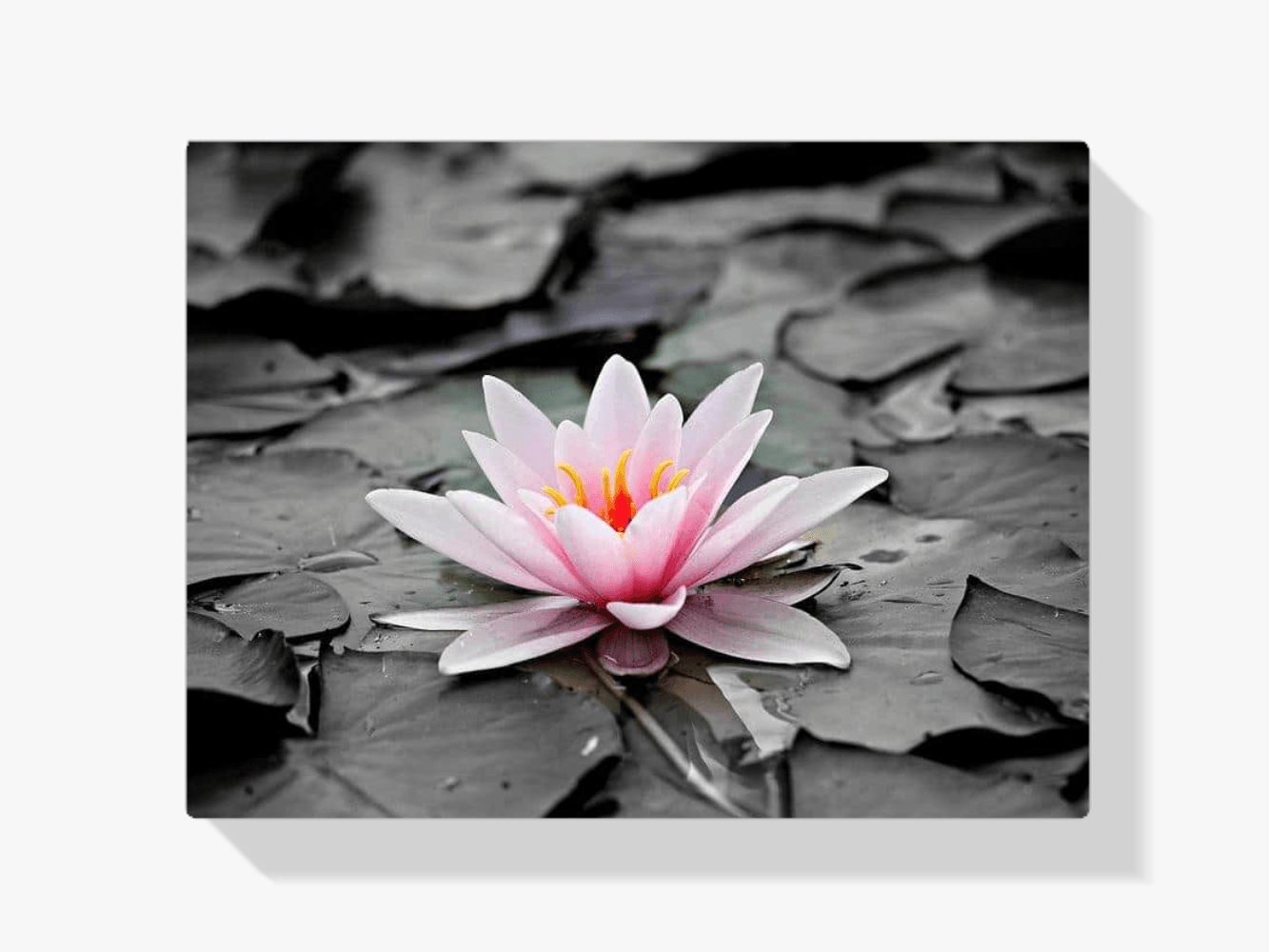 Diamantmalerei Schwarz-Weiß-Foto mit rosa Seerose – SEOS Shop ®