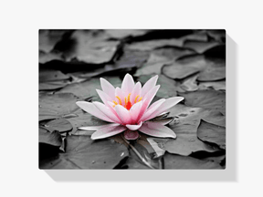 Diamantmalerei Schwarz-Weiß-Foto mit rosa Seerose – SEOS Shop ®