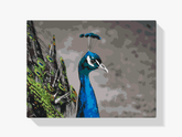 Diamond Painting – Der majestätische Pfau – SEOS®