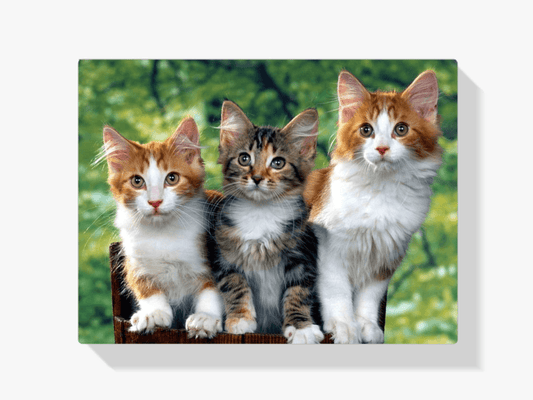 Diamantmalerei - Drei Katzen - SEOS®