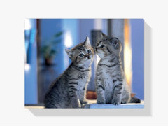 Diamantmalerei - Familienkatzen - SEOS®